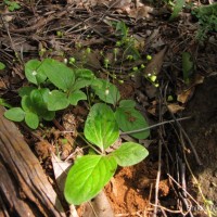 Debia ovatifolia (Cav.) Neupane & N.Wikstr.